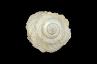 藏品(陽傘螺)的圖片